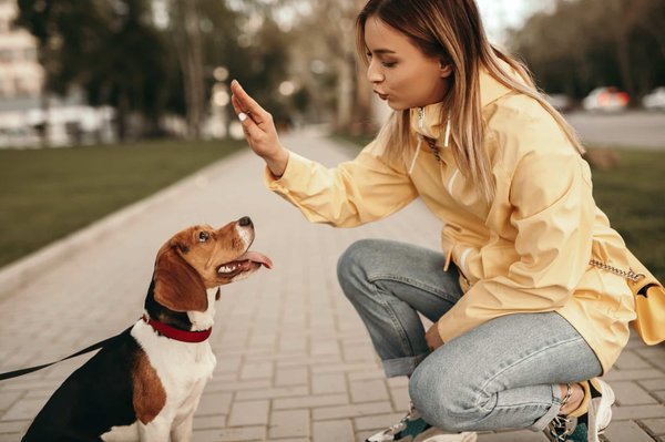 How to Teach Your Dog to Safely Play with Smaller Dogs?